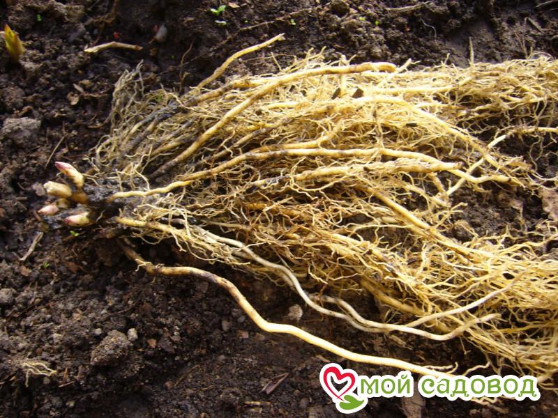 Флокс Ливер Гриммер